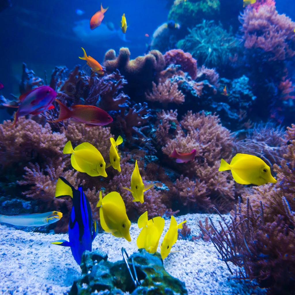 熱帶魚在藍色珊瑚礁海水水族館相遇水下天堂