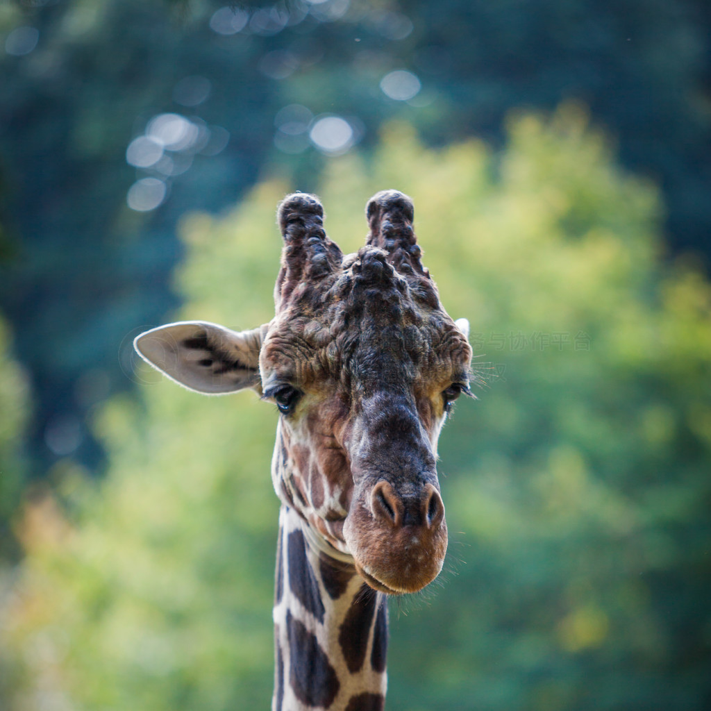 һֻĳ¹ (Giraffa camelopardalis) Ф