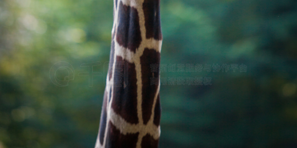 һֻĳ¹ (Giraffa camelopardalis) Ф