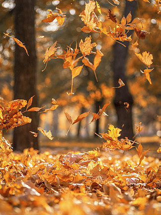 秋天树叶落地的照片图片