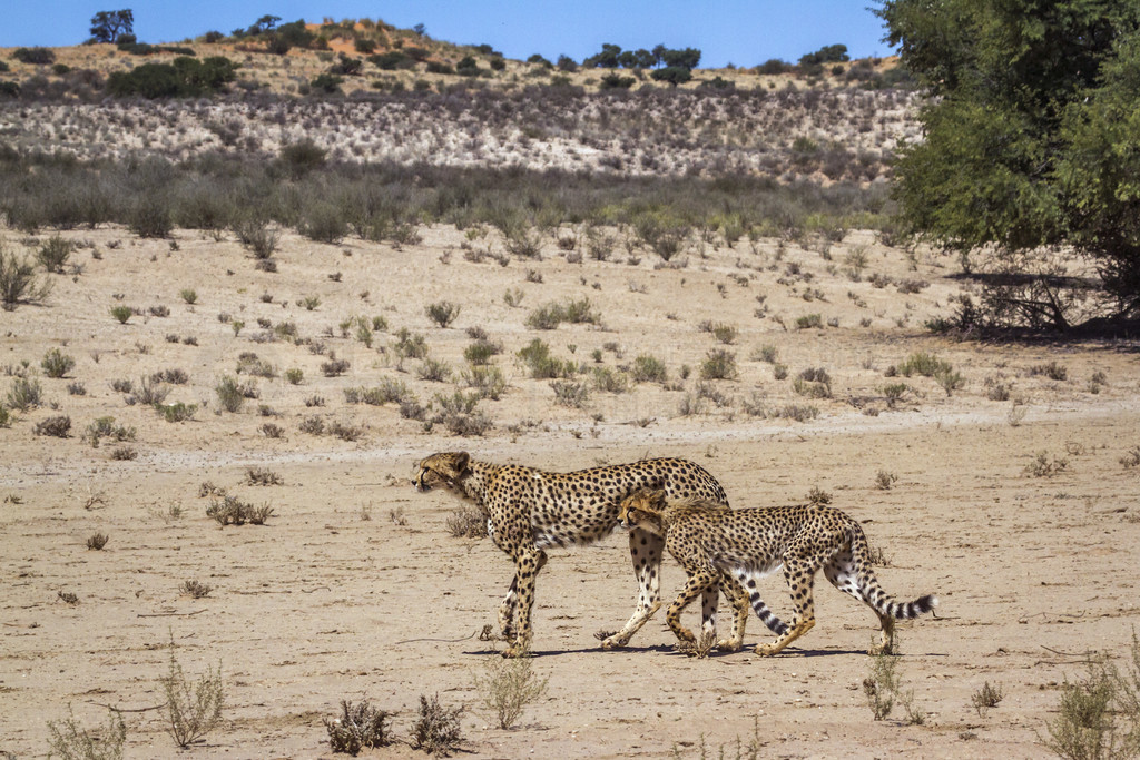 ԱԺϷ Kgalagadi 羳԰ɳĮߣèƶ Acinonyx jubatus 塣Ϸ Kgalagadi 羳԰Ա