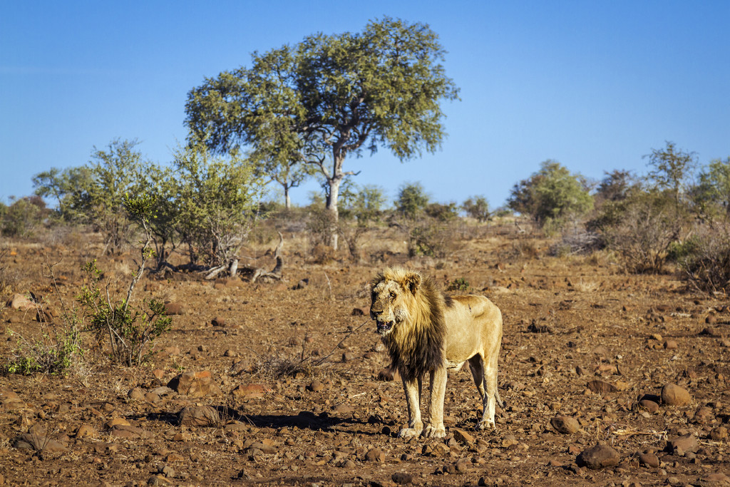 ʨվϷǿ³ҹ԰ɺĴԭϣèƵ Panthera leo 塣Ϸǿ³ҹ԰ķʨ