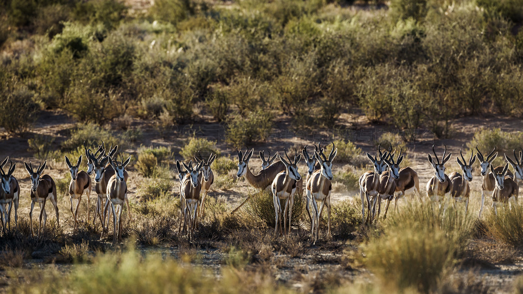 ȺϷ Kgalagari 繫԰ǰͼбܣ Antidorcas marsupialis ţơϷ Kgalagadi 羳԰