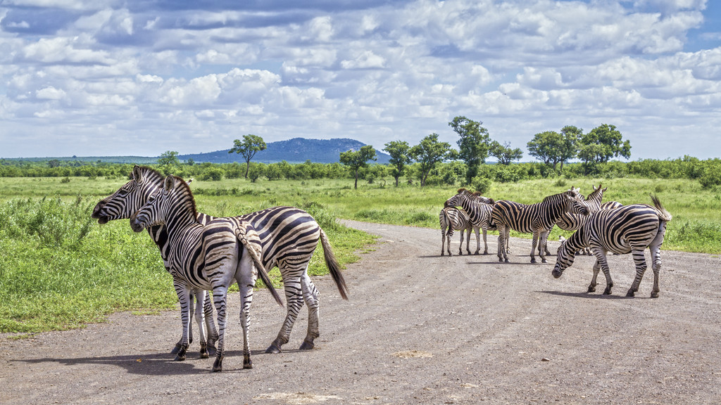  Equus quagga burchellii ơϷǿ³ҹ԰ƽԭ