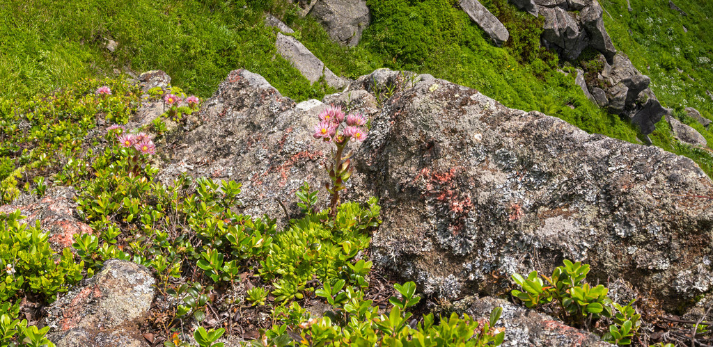 ļɽϵķۺõ Sempervivum Arachnoideum ʻ Pikuj ɽɽڿ