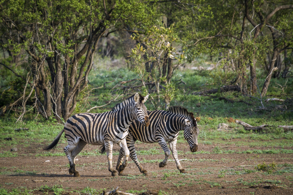  Equus quagga burchellii ƵĿơϷǿ³ҹ԰ƽԭ