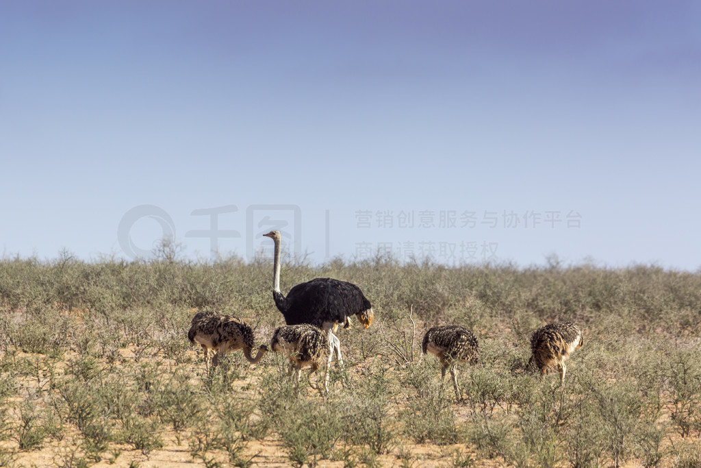 СϷ Kgalagadi 羳԰ĺأ Struthionidae տơϷ Kgalagadi 羳԰ķ