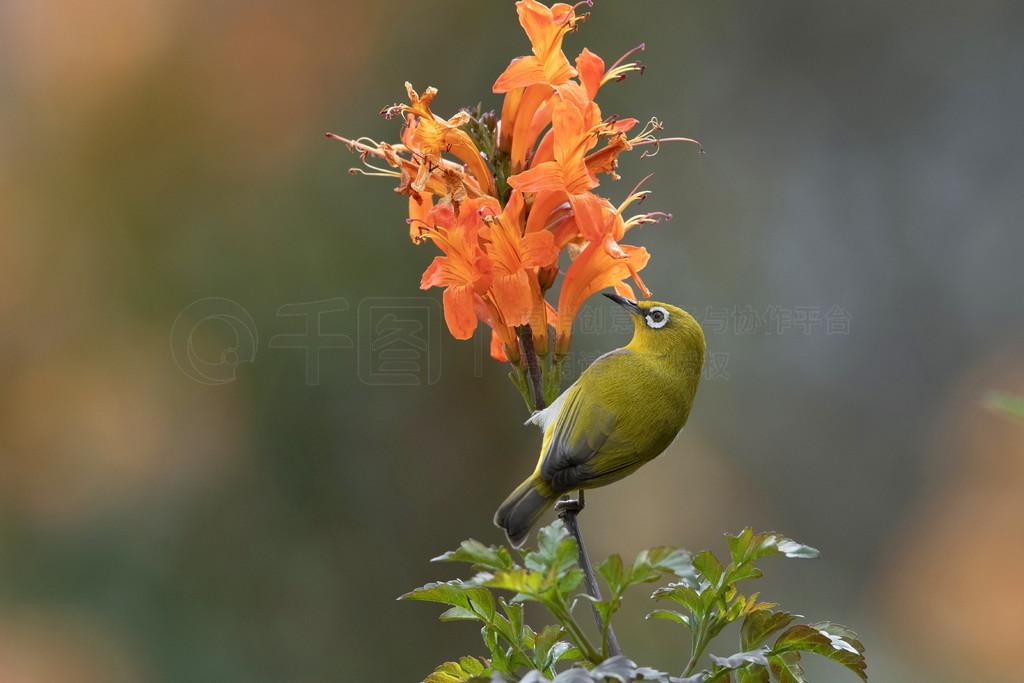 , Zosterops palpebrosus, Sattal, Nainital, Uttarakhand, ӡ