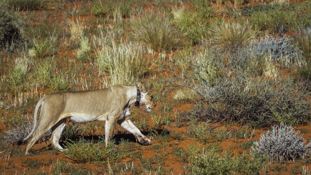 ׷ȦķĸʨϷ Kgalagadi ߾԰ߣèƵֱʨ塣Ϸ Kgalagadi 羳԰ķʨ