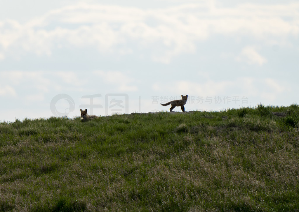 ôʱ Den ˣ Fox Kits