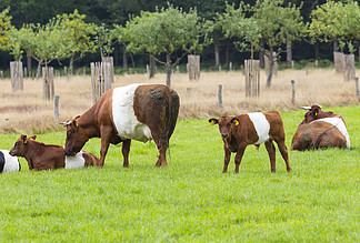 农庄以传统的荷兰牛 de Lakenvelder 命名，意为荷兰腰带。荷兰腰带没有彩色斑点，也不像其他牛品种那样单色