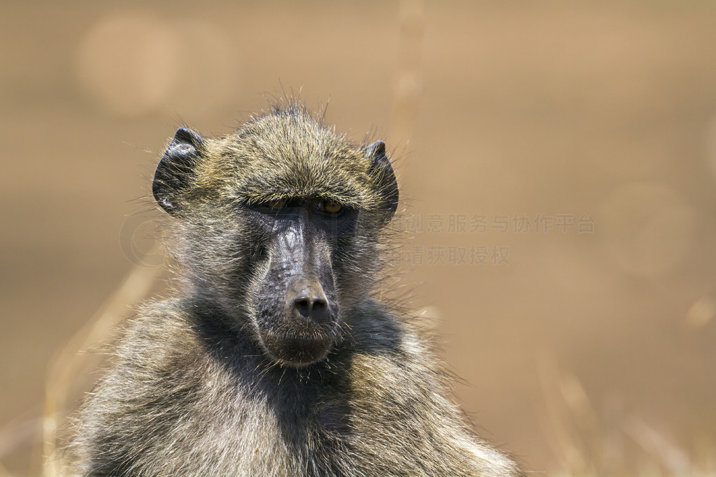 Cercopithecidae  Papio ursinus 塣 Chacma Ϸǿ³ҹ԰