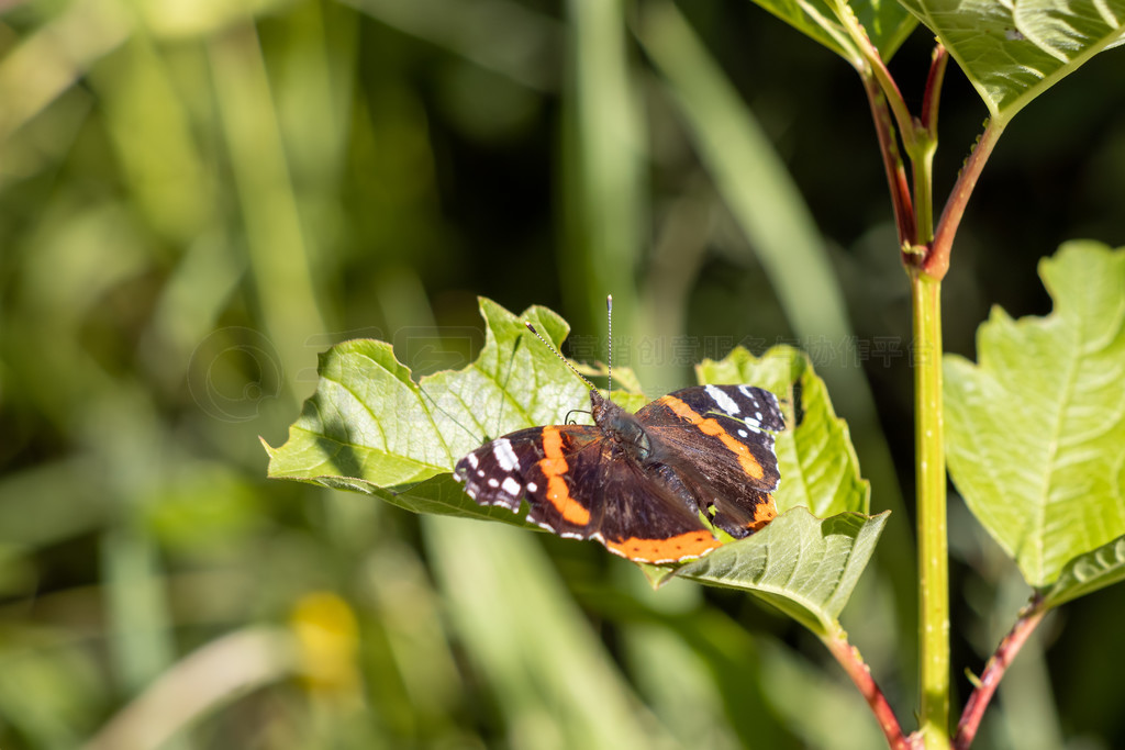 캣Ͻ (Vanessa atalanta) ڵϢ