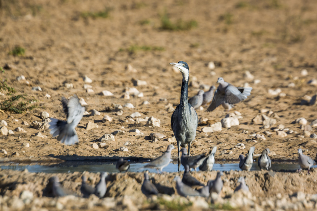 ͷվϷ Kgalagadi 羳԰ˮУ Ardea melanocephala ardeidae 塣Ϸ Kgalagadi 羳԰ĺͷ