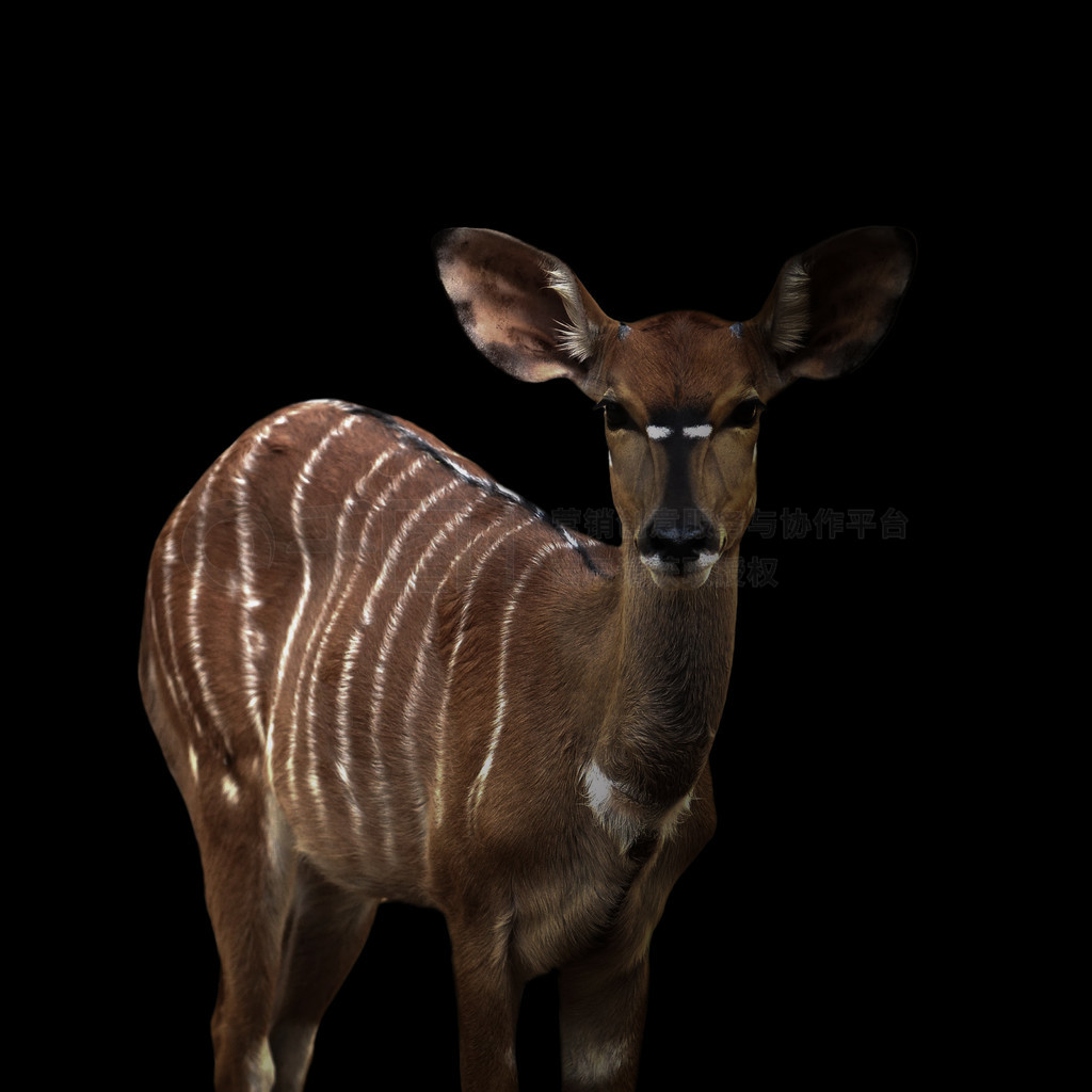 nyala (tragelaphus angasii) վںڰ