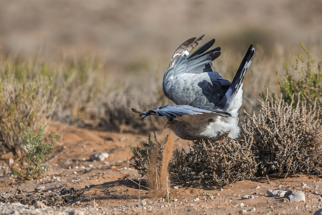 Ϸ Kgalagadi 繫԰Ĳ԰ӥԣ Accipitridae  Melierax canorus 塣Ϸ Kgalagadi 羳԰Ĳ԰ӥ