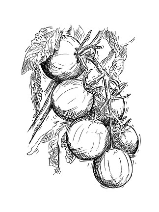 西红柿树绘画图片