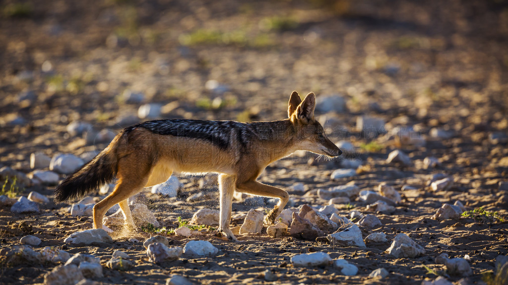 Ϸ Kgalagadi 羳԰ĺڱܻˣ Specie Canis mesomelas ȮơϷ Kgalagadi 羳԰ĺڱ