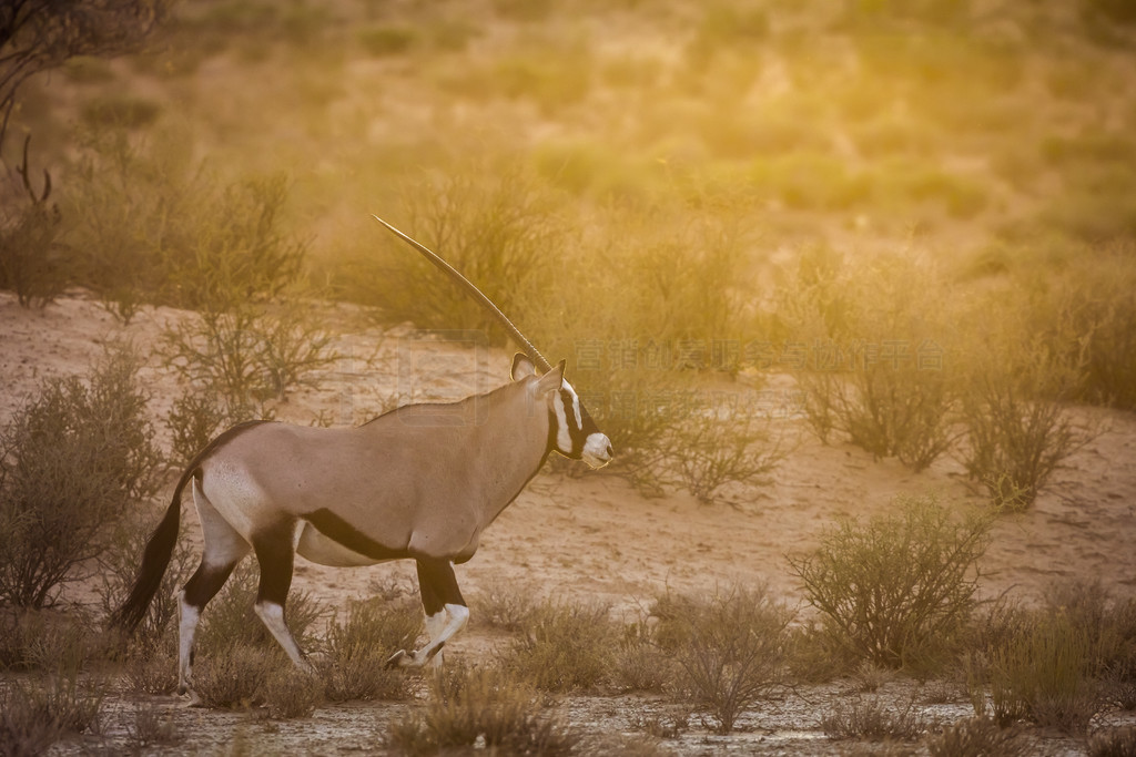 Ϸ Kgalagadi 羳԰ʱߵϷţơϷ Kgalagadi 羳԰Ϸ