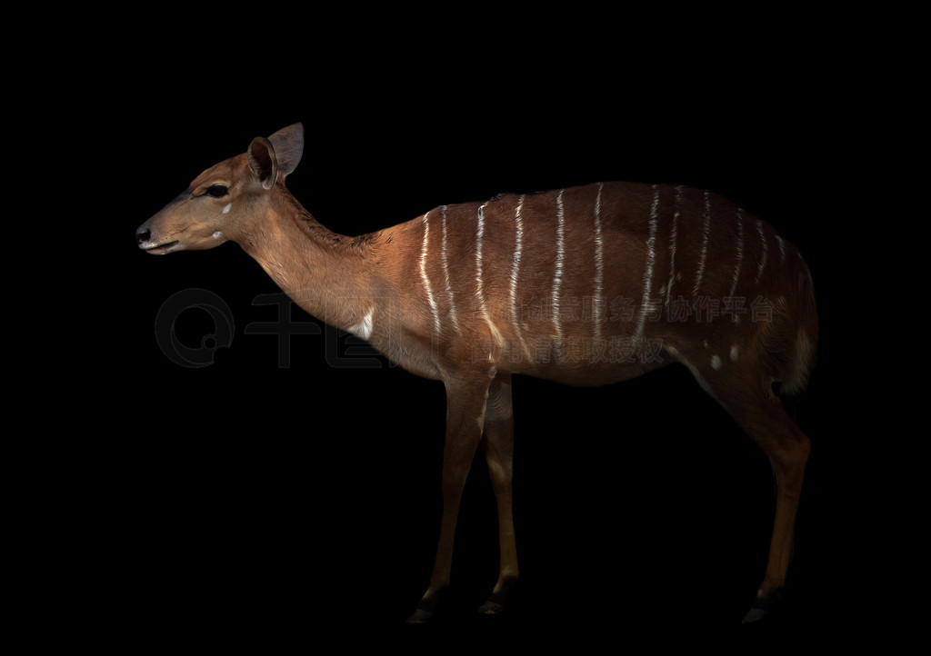 nyala (tragelaphus angasii) վںڰ