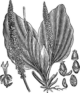 大蕉或<i>车</i><i>前</i>草，复古刻插图，展示花（左边和中间）和种子（右）。 Trosset 百科全书 (1886 - 1891)。
