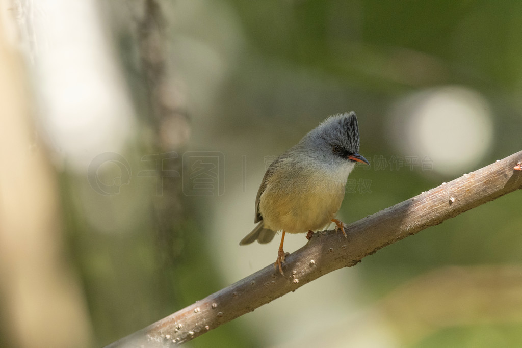 Black-chinned yuhina, Yuhina nigrimenta, ¡, ³ǡ, ӡ