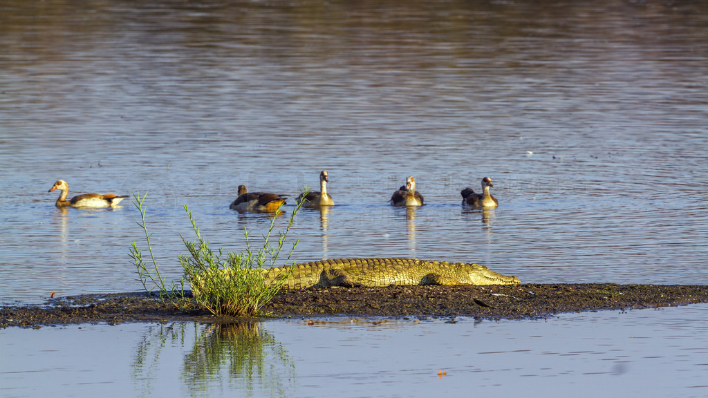  Crocodylus niloticus  Alopochen aegyptiacaϷǿ³ҹ԰޺Ͱ