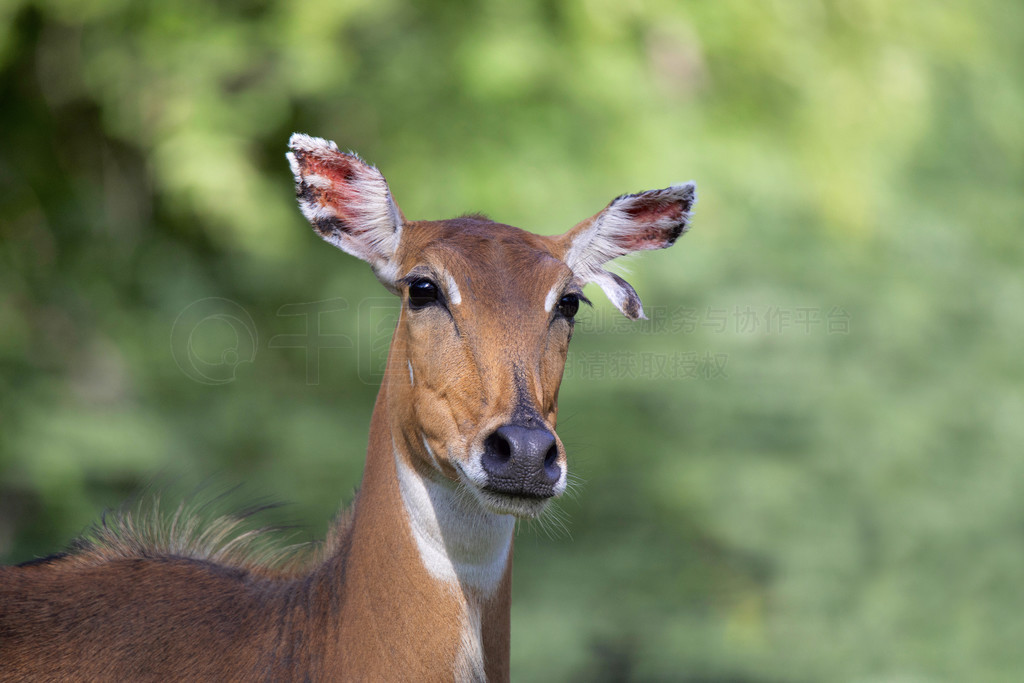 ţԣBoselaphus tragocamelusдӡ˹̹ JhalanaţԣBoselaphus tragocamelusд Jhalana˹̹ӡȡ