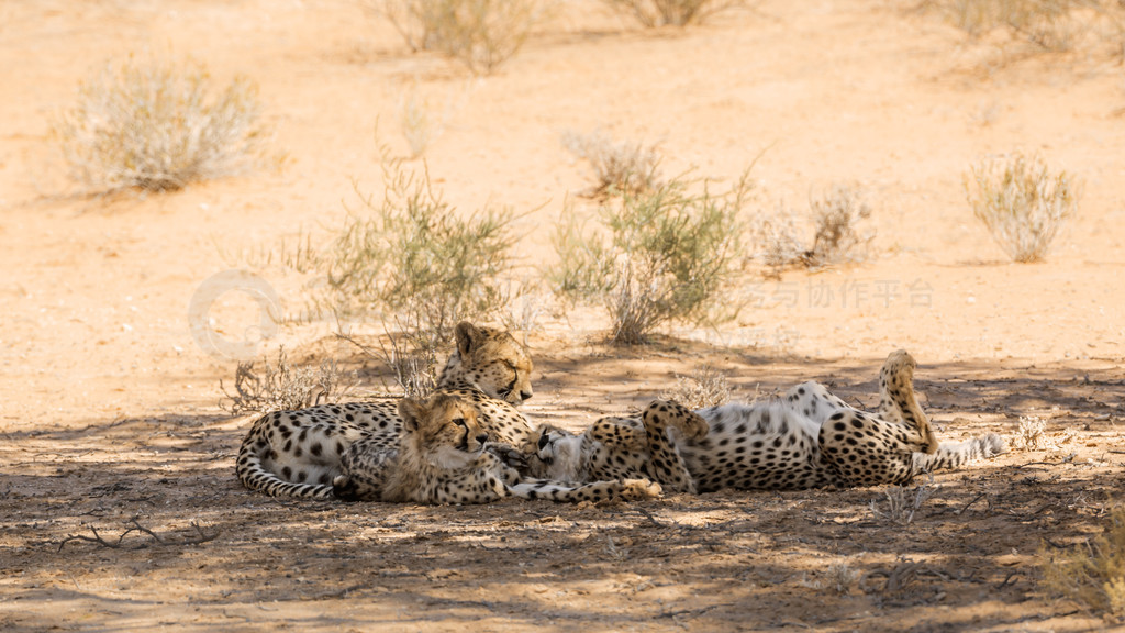 Ϸ Kgalagadi ߾԰ĴԱֻӰУèƶ Acinonyx jubatus 塣Ϸ Kgalagadi 羳԰Ա