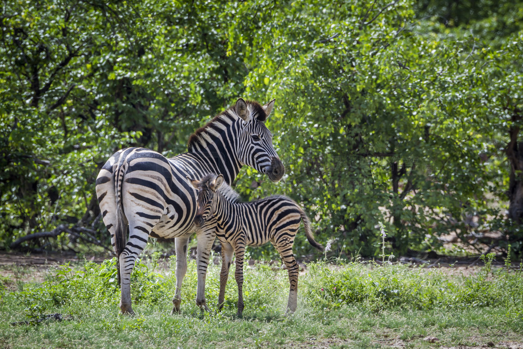  Equus quagga burchellii ơϷǿ³ҹ԰ƽԭ