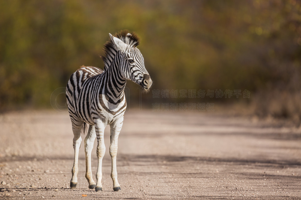 ӤƽԭվϷǿ³ҹ԰ʯ·ϣ Equus quagga burchellii ơϷǿ³ҹ԰ƽԭ