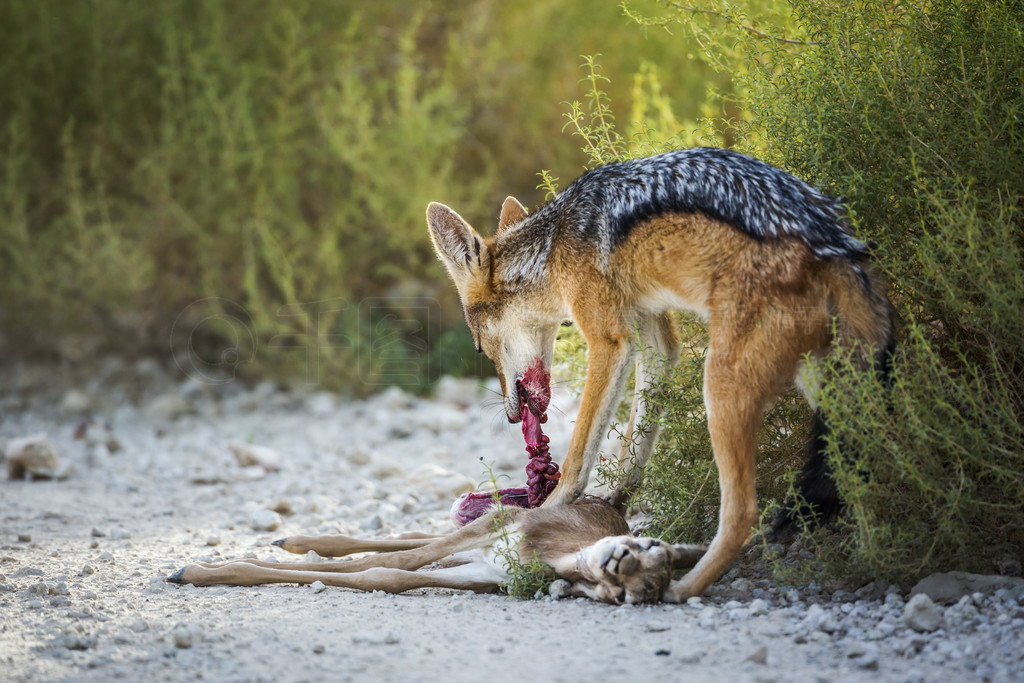 ڱϷ Kgalagadi ߾԰ Specie Canis mesomelas ȮơϷ Kgalagadi 羳԰ĺڱ