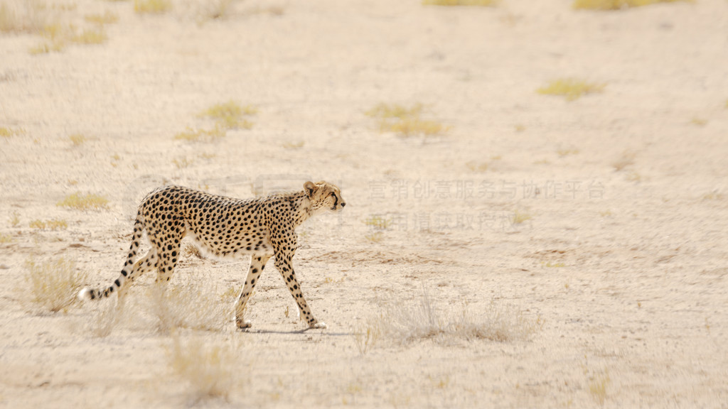 ԱϷ Kgalagadi 羳԰ĺߣèƶ Acinonyx jubatus 塣Ϸ Kgalagadi 羳԰Ա