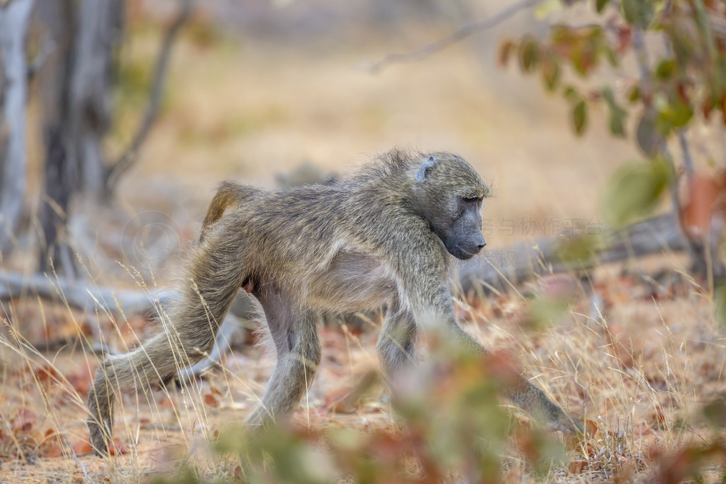 Chacma Ϸǿ³ҹ԰Ĵԭߣ Cercopithecidae  Papio ursinus 塣 Chacma Ϸǿ³ҹ԰