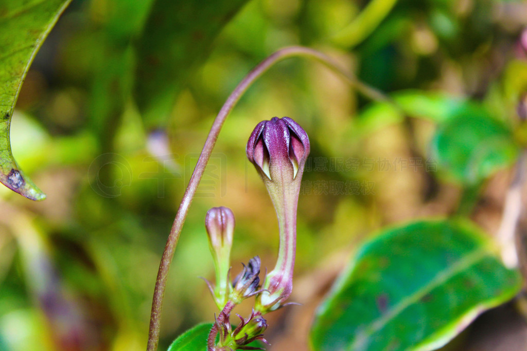 Ceropegia vincafolia˹ԭʩ Ceropegia vincafolia˹ԭʩ