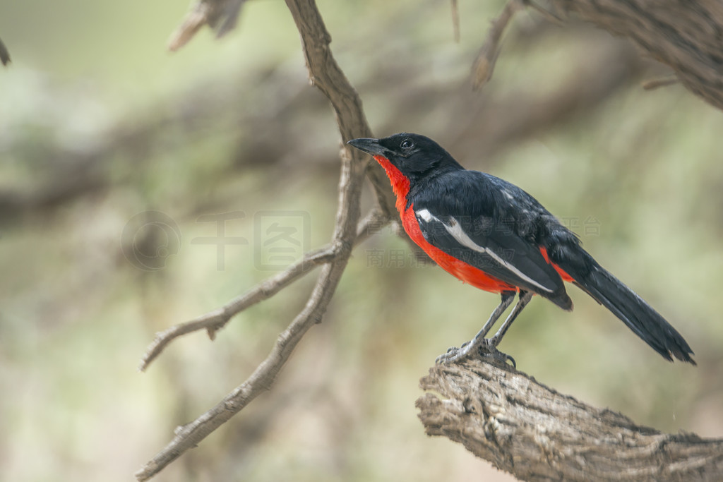 ɫظŵվϷ Kgalagadi 羳԰һ֦ϣ Malaconotidae  Laniarius atrococcineus 塣Ϸ Kgalagadi 羳԰