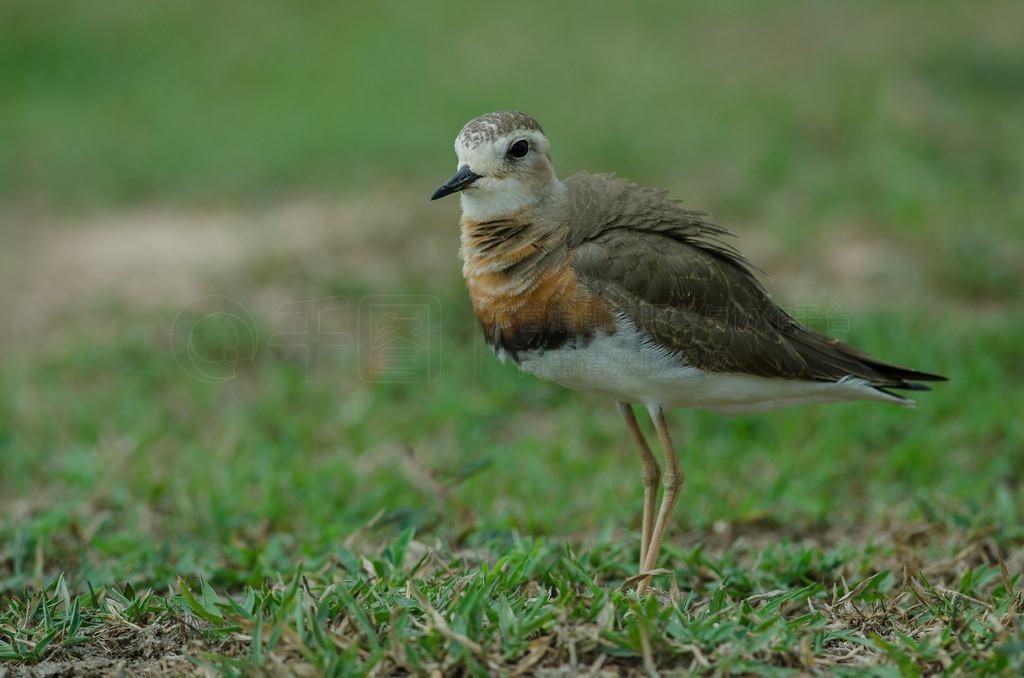 ̩ȻݵϵĶa (Charadrius veredus)