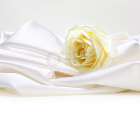 白色丝绸背景上的玫瑰