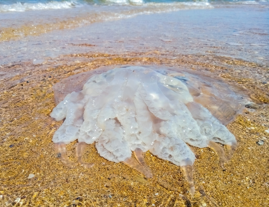 死水母在浅水中水母根根绳索抛到海边死水母死水母在浅水中水母根根