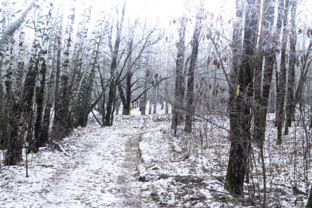 冬季景觀雪樹森林冬天風景雪樹茂密的森林