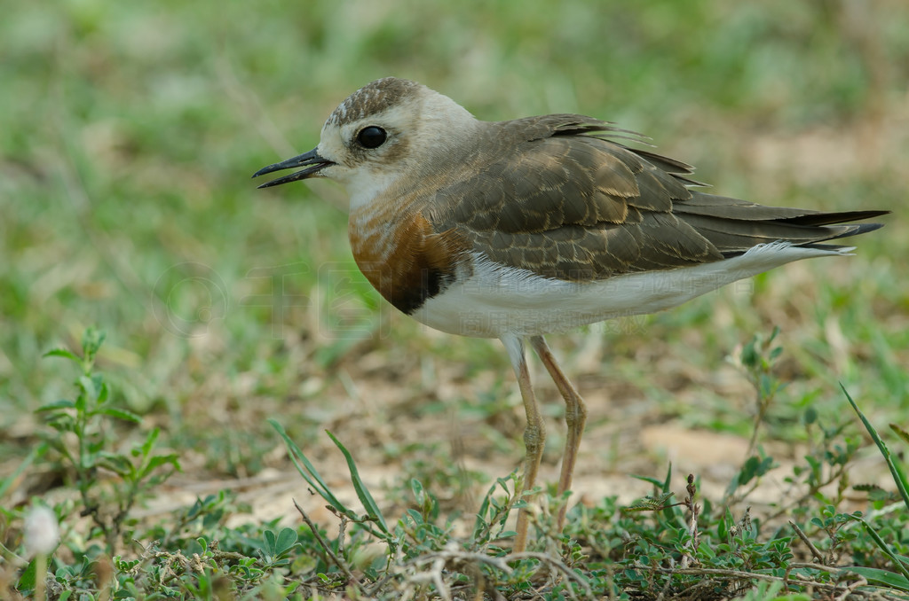 ̩ȻݵϵĶa (Charadrius veredus)