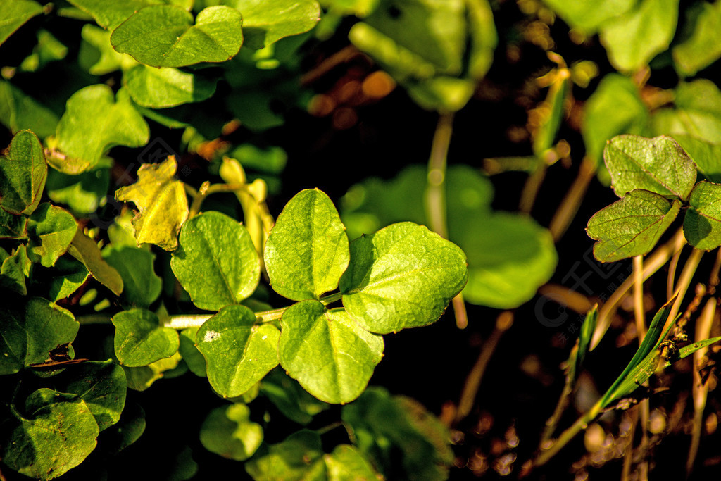 春季豆瓣菜鮮食草本及藥用植物