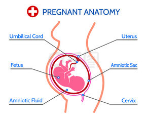 怀孕解剖医学插图。怀孕怀孕解剖医学矢量图。胎儿在??子宫内的孕妇分娩前剪影