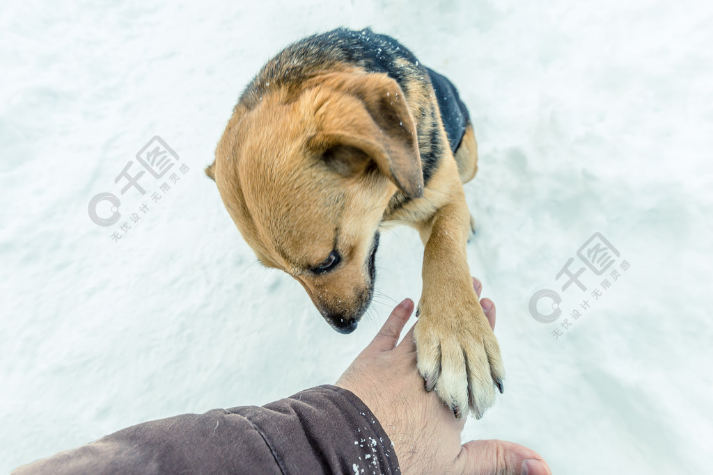 一只家养的狗在雪天摸人的手狗在雪天摸人的手