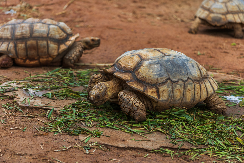 ޹ (Geochelone sulcata) ڻ԰Ϣ