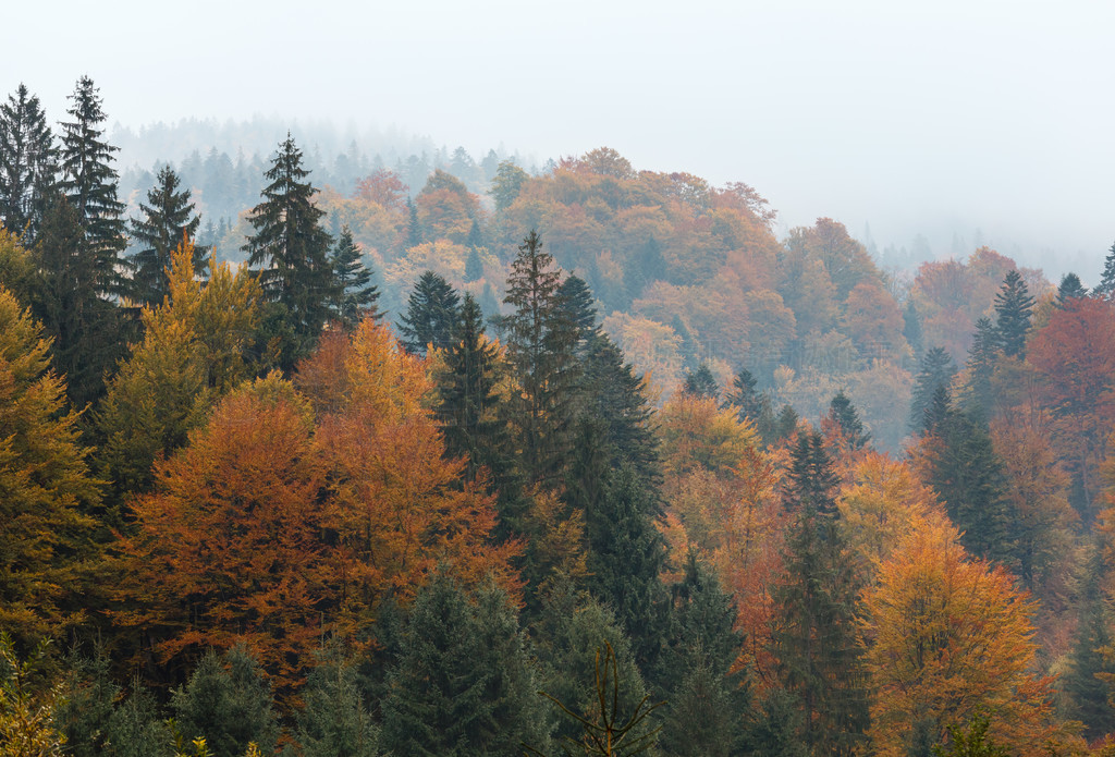 쿦ɽɵķ羰ɫɭ (Mizhhiria, Zakarpattia Oblast, ڿ)