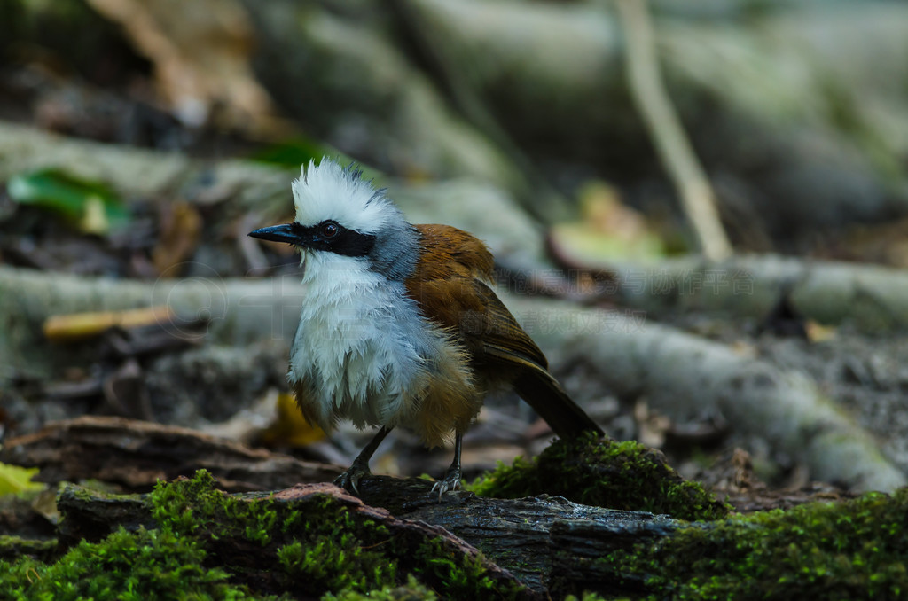 Ȼеİ׹Ц (Garrulax leucolophus)