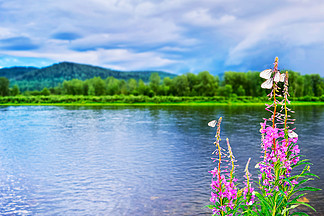 鲜花盛开的河流景观夏季田园诗般的河流景观