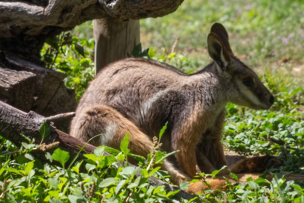 ش (Macropus rufogriseus)