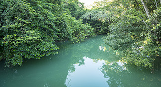 伯利兹托莱多<i>布</i><i>兰</i>科国家公园的丛林河流宁静